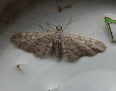 Gjeldkarvedvergmåler (Eupithecia pimpinellata)