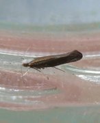 Bronze Argent (Argyresthia arceuthina)