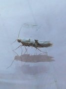 Gold Rowan Argent (Argyresthia sorbiella)