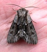 The Saxon (Hyppa rectilinea)
