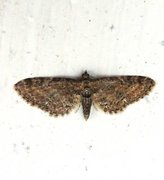 Hvitflekkdvergmåler (Eupithecia tripunctaria)