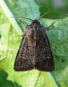 Gulringet åkerfly (Tholera cespitis)