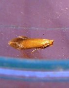 Oak Carl (Tischeria ekebladella)