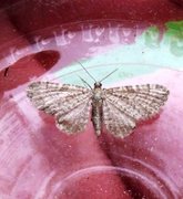 Marimjelledvergmåler (Eupithecia plumbeolata)