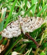 Cloaked Pug (Eupithecia abietaria)