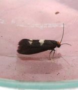 Feathered Bright (Incurvaria masculella)