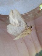 Oblique Carpet (Orthonama vittata)