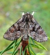 Broket lundfly (Lacanobia contigua)