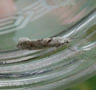 Ypsolopha asperella