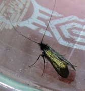 Green Long-horn (Adela reaumurella)