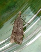 Scotch Crest (Dichomeris juniperella)