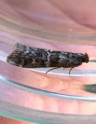 Brown Pine Knot-horn (Dioryctria simplicella)