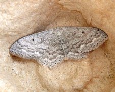 Grå engmåler (Idaea seriata)