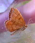 Brun buemåler (Macaria brunneata)