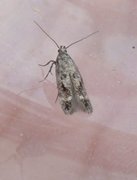 Mouse-ear Groundling (Caryocolum fraternella)