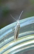 Coleophora pyrrhulipennella