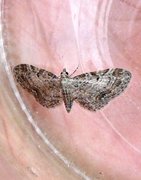 Seljedvergmåler (Eupithecia tenuiata)