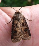 Brunpudret jordfly (Agrotis clavis)