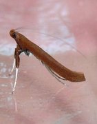 Red Birch Slender (Caloptilia betulicola)