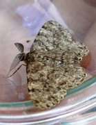 Satin Beauty (Deileptenia ribeata)