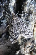 Bergmosemott (Eudonia murana)