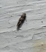 Garden Cosmet (Mompha subbistrigella)