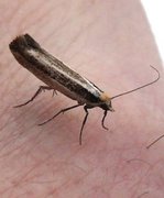 Variable Smudge (Ypsolopha ustella)