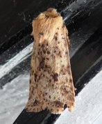 Dotted Chestnut (Conistra rubiginea)