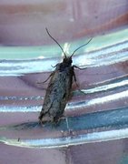 Winter Shade (Tortricodes alternella)