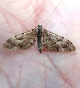 Spissvingedvergmåler (Eupithecia lanceata)