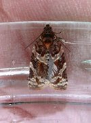 Heather Tortrix (Argyrotaenia ljungiana)