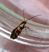 Red-barred Gold (Micropterix tunbergella)