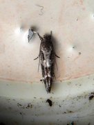 Kentish Cosmet (Mompha sturnipennella)