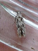 Black-speckled Groundling (Carpatolechia proximella)