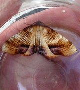 Scorched Wing (Plagodis dolabraria)