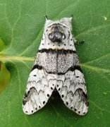 Poplar Kitten (Furcula bifida)
