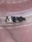 Black-spot Marble (Hedya atropunctana)