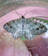Dusky Peacock (Macaria signaria)