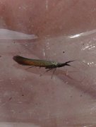 Meadow Case-bearer (Coleophora mayrella)