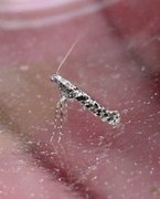 Feathered Slender (Caloptilia cuculipennella)