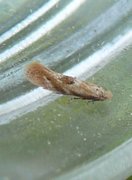 Birch Bent-wing (Bucculatrix demaryella)