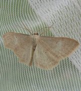 Lesser Cream Wave (Scopula immutata)