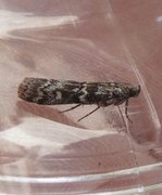 Spruce Knot-horn (Dioryctria schuetzeella)