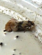 Birch Conch (Cochylis nana)
