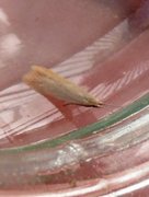Rose Case-bearer (Coleophora gryphipennella)