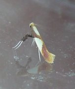 Caloptilia alchimiella