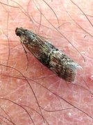 Beautiful Knot-horn (Pempelia formosa)
