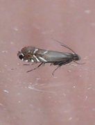 Glyphipterix simpliciella