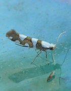 Gold-ribbon Argent (Argyresthia brockeella)