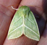 Rødfrynset båtfly (Pseudoips prasinana)